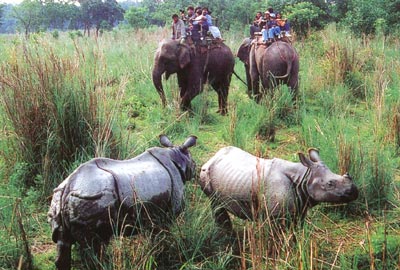 chitwan4.jpg