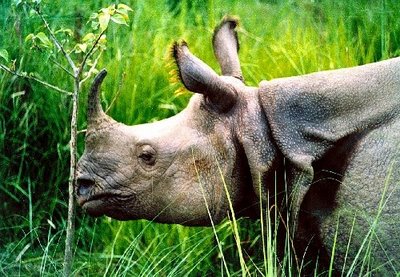 rihno_hiking-nepal.jpg rihno_hiking-nepal.jpg